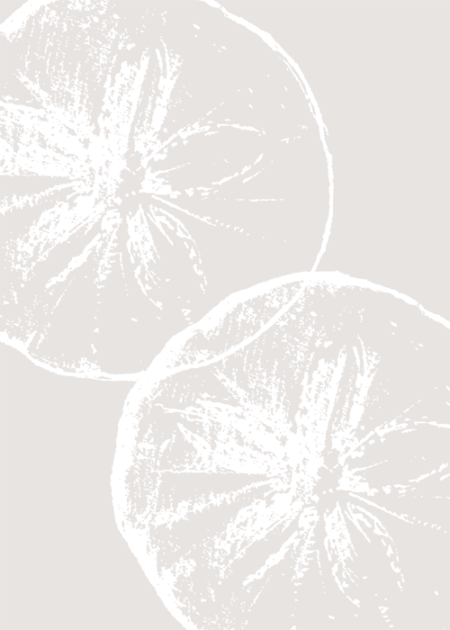 Minimalist Coastal Sea Urchin Shell Art Prints – Set of 3 Modern Botanical Ocean-Inspired Posters