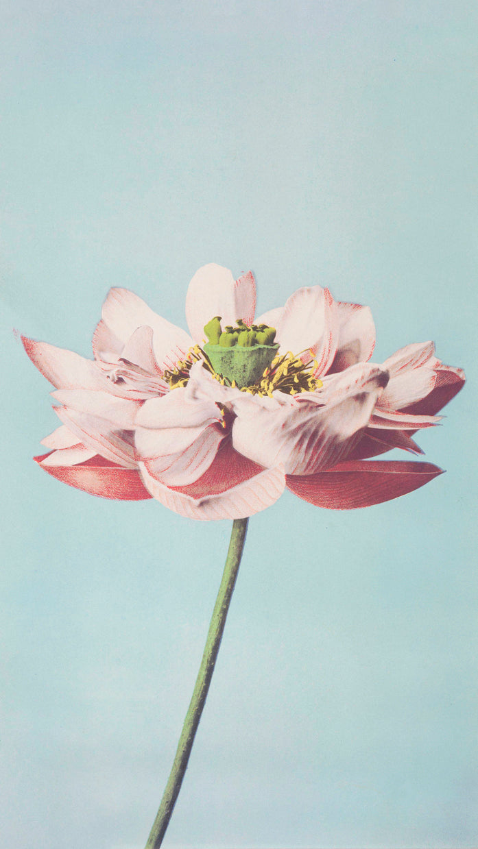 Pink Lotus Botanical Digital Art Poster – Minimalist Floral Wall Art Print