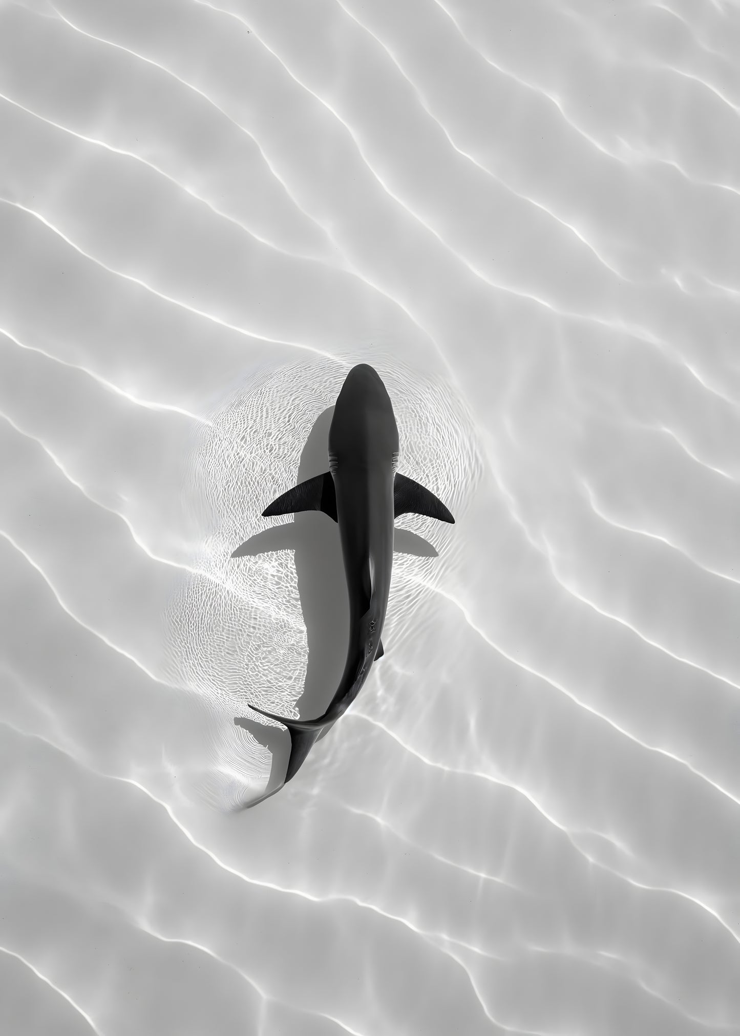 Minimalist Shark in Shallow Water Digital Art Poster | Ocean Wildlife Wall Print