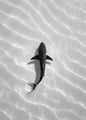 Minimalist Shark in Shallow Water Digital Art Poster | Ocean Wildlife Wall Print