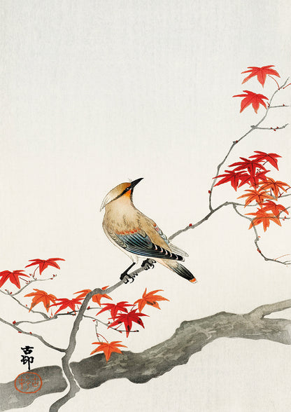 Bird on maple by Ohara Koson-Timeless Japanese Art Print