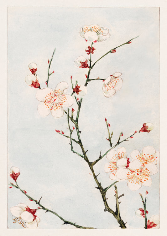 Elegant Plum Blossom Watercolour Digital Art Poster – Minimalist Japanese Floral Wall Décor