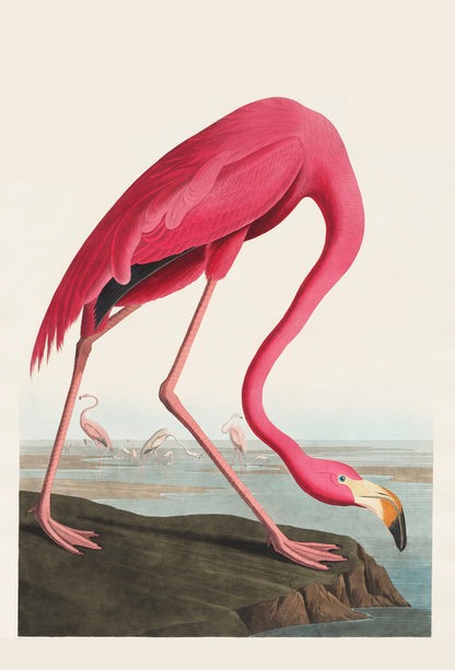 Flamingo Poster – Artistic & Elegant Wall Art