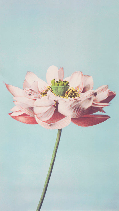 Pink Lotus Botanical Digital Art Poster – Minimalist Floral Wall Art Print