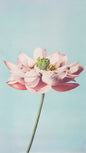 Pink Lotus Botanical Digital Art Poster – Minimalist Floral Wall Art Print