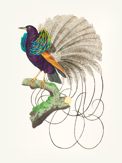 Majestic Plumage: The Beauty of an Exotic Bird